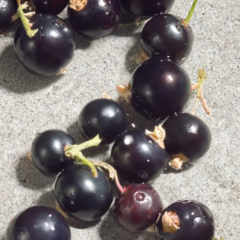 Dolce Violet