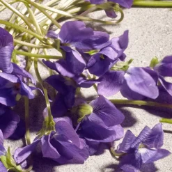 Dolce Violet